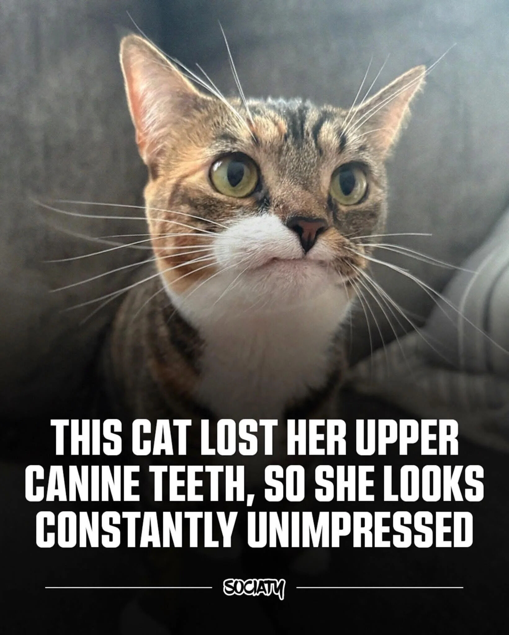 A close-up photograph of a tabby and white cat with distinct facial markings, including a white muzzle and chest. The cat has large, round green eyes and prominent white whiskers, giving it a calm yet noticeably unimpressed expression. The background is blurred, focusing attention on the cat's face. Below the cat, bold white uppercase text explains: 'THIS CAT LOST HER UPPER CANINE TEETH, SO SHE LOOKS CONSTANTLY UNIMPRESSED'. A watermark reading 'SOCIATY' is positioned at the bottom center of the image.