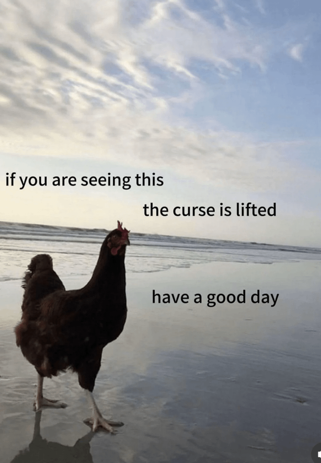 A photograph featuring a brown chicken standing on a wet beach with ocean waves in the background and a partly cloudy sky. Overlaid black text reads: 'if you are seeing this the curse is lifted have a good day'. The chicken is positioned in the lower left foreground, facing the ocean, creating a humorous juxtaposition between the ordinary farm animal and the supernatural-themed message of curse removal.