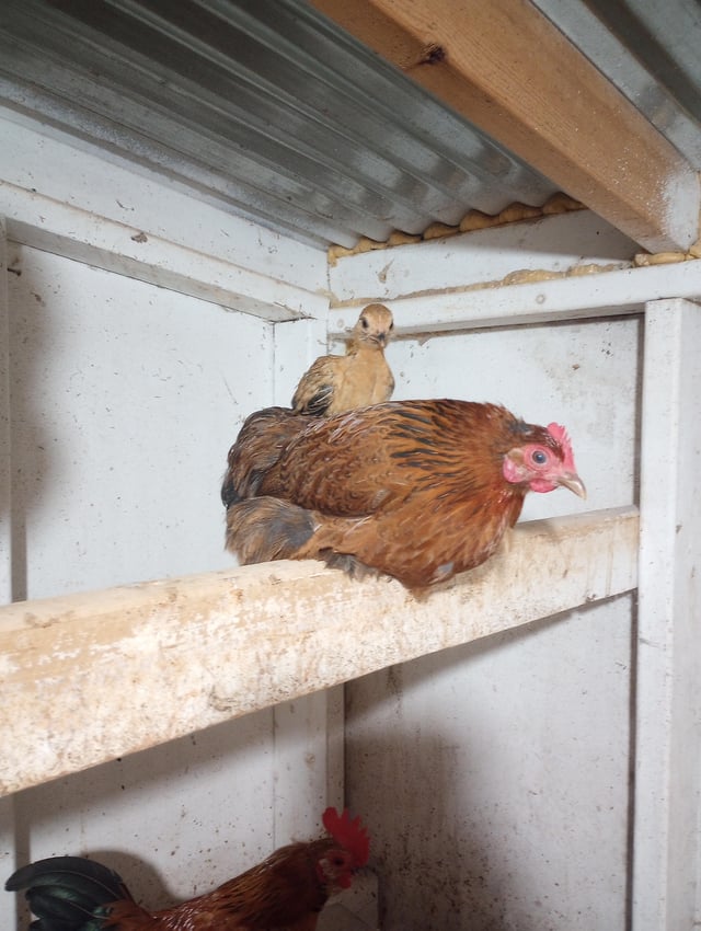 This is a candid photograph taken inside a domestic chicken coop. A small light brown baby chick is standing directly on the back of a larger adult brown hen, which is perched calmly on a thick wooden roosting beam attached to the coop's white interior walls. A third chicken, a rooster with a bright red comb, is partially visible standing in the lower left corner of the frame. The humor of the meme comes from the literal match to the title, using the popular cutesy internet slang term "birb" for birds, in this case referring to domestic chickens stacked on top of one another.