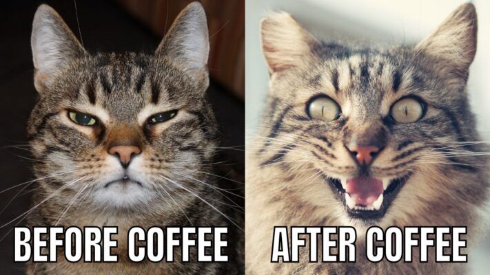 This is a two-panel side-by-side comparison meme. The left panel features a tabby cat with half-lidded, bored, sleepy, grumpy expression, with text below reading 'BEFORE COFFEE'. The right panel features the same or highly similar tabby cat with wide open eyes, mouth open in an overexcited, hyper, energized expression, with text below reading 'AFTER COFFEE'. The meme humorously personifies the common human experience of feeling sluggish, tired, and unmotivated before drinking caffeinated coffee, then feeling energized, alert, and sometimes overstimulated after consuming coffee, using relatable, comical cat facial expressions to illustrate the contrast.