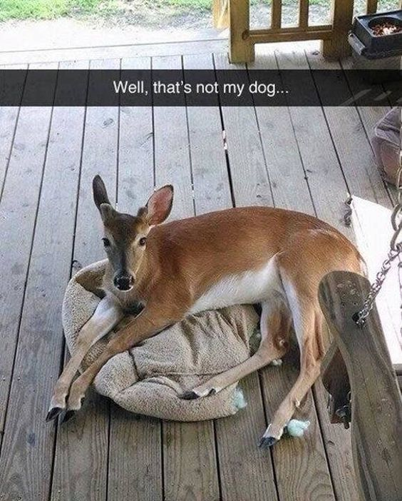 The image captures a young, calm deer comfortably lounging on a soft dog bed placed on an outdoor wooden porch deck. The deer stretches its legs out, looking directly at the camera with a relaxed, curious expression, as if it owns the space. Overlaid at the top of the image is a dark text bar with the caption: "Well, that's not my dog..." The humor stems from the unexpected sight of a wild animal occupying a domestic pet's resting spot, paired with the understated, confused reaction implied by the caption. The background shows a grassy yard area, and a porch swing is partially visible on the right side of the frame. This is a lighthearted, wholesome visual joke about uninvited but charming animal visitors taking over personal spaces.