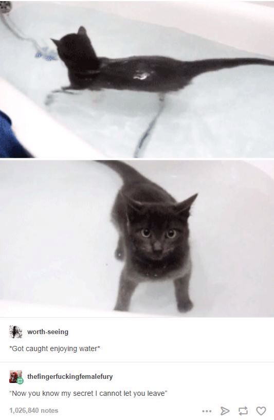 This is a two-panel wholesome meme centered on a gray domestic cat. The first panel shows the cat lying partially submerged in a bathtub filled with water, appearing relaxed and content as it enjoys being in the water (an unusual trait for most cats). The second panel captures the cat standing upright in the tub, looking directly at the viewer with wide, startled eyes, as if caught in the act. Below the panels is a screenshot of a Tumblr post with two comments: the first, from user 'worth-seeing', reads *Got caught enjoying water*, framing the cat's situation; the second, from user 'thefingerfuckingfemalefury', jokes *Now you know my secret I cannot let you leave*, personifying the cat as pretending to be menacing to hide its love of water. The humor comes from the contrast between the cat's cute, innocent appearance and the dramatic, playful 'threat' comment, making it a lighthearted, wholesome joke about pets and their unexpected quirks.
