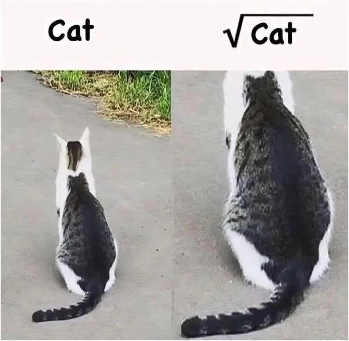 This is a two-panel visual pun meme. The left panel displays a full black and white cat sitting on a paved path next to a patch of grass, facing away from the camera, with the label 'Cat' above it. The right panel is a cropped, zoomed-in shot of the same cat showing only its lower half from the back, labeled with a mathematical square root symbol placed over the word 'Cat'. The joke is a literal visual interpretation of the square root operation, implying taking the square root of the cat cuts off its top half, leaving only its lower 'root' section.