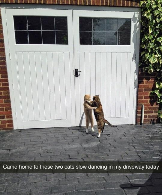 The image captures two domestic cats standing upright on their hind legs in front of a white panelled double garage door set within a red brick wall, with ivy growing on the right side of the wall. Their front paws are placed against each other, creating a perfect visual illusion that they are engaged in a slow dance. At the bottom of the image, a text caption reads: *"Came home to these two cats slow dancing in my driveway today"*. The humor stems from this accidental anthropomorphic visual joke— the cats are likely just playing or investigating each other, but their posture mimics a human romantic slow dance, making the moment unexpectedly wholesome and amusing. The setting is a paved residential driveway, adding to the relatable, everyday surprise vibe of the photo.