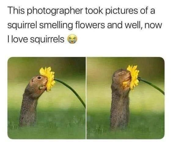 This wholesome meme consists of a top text caption paired with a two-panel wildlife photograph. The caption states that after seeing a photographer's shots of a squirrel smelling flowers, the poster now loves squirrels, accompanied by a crying happy face emoji. The first panel shows a small brown squirrel poking out from green grass, sniffing a bright yellow flower with its eyes open. The second panel shows the same squirrel with its eyes shut, pressing its face further into the flower, appearing completely blissful and enjoying the flower's scent, creating a very cute, feel-good visual.