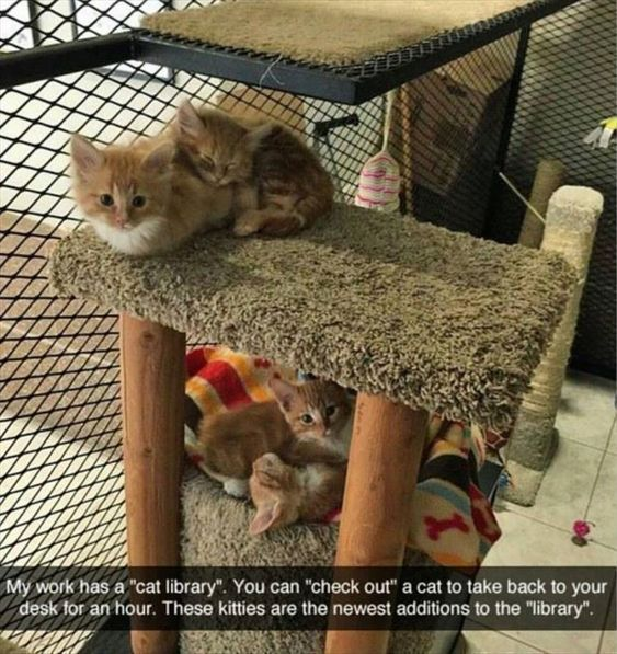 The image depicts a cozy cat tree with multiple orange kittens. Several kittens are lying on the upper platform of the carpeted cat tree, appearing relaxed and cuddled together, while another kitten is nestled in the lower section surrounded by a colorful blanket. Below the image, there is a text caption explaining that the poster's workplace has a 'cat library,' where employees can 'check out' a cat to take to their desk for an hour. The kittens in the photo are identified as the newest additions to this library. The scene is heartwarming and highlights a positive, animal-friendly workplace initiative.
