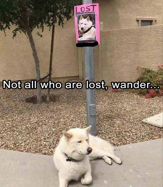 This is a humorous animal meme featuring a white, fluffy dog lying calmly on a concrete sidewalk directly beneath a bright pink "LOST" poster that displays its own photograph. The on-image text reads "Not all who are lost, wander...", which is a playful twist on J.R.R. Tolkien's famous quote "Not all those who wander are lost". The core joke comes from the absurd irony: the dog is listed as "lost" on the poster above it, but it is not wandering at all—it's resting right under the sign, creating a silly, relatable comedic moment. The background shows a residential outdoor space with gravel ground, a small tree, and a beige building wall.