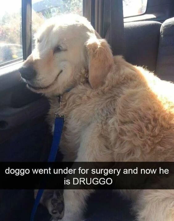A golden retriever dog sits in the backseat of a car, wearing a blue collar and leash. The dog has a relaxed, slightly dazed expression, likely due to post-surgery medication. Below the image, there's a caption: 'doggo went under for surgery and now he is DRUGGO', which uses a pun on 'doggo' (internet slang for dog) and 'drugged' (humorously spelled as 'DRUGGO'). The dog's fluffy fur and calm demeanor enhance the humorous yet endearing tone of the meme.