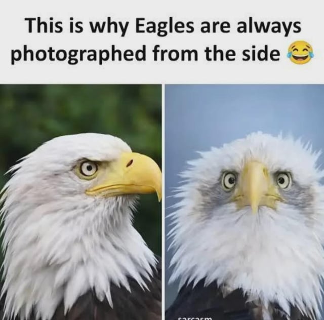 The meme is a two-panel side-by-side collage. The left panel shows a bald eagle in side profile, which looks majestic, fierce, and regal, matching the common popular perception of eagles as impressive, noble birds of prey. The right panel shows the same type of bald eagle photographed directly from the front, which looks extremely goofy, with wide bulging eyes and messy, ruffled head feathers that make it appear silly and far from majestic. The text at the top of the meme jokes that this unflattering front-facing appearance is the reason almost all professional eagle photos are taken from the side, paired with a laughing crying emoji for comedic effect.