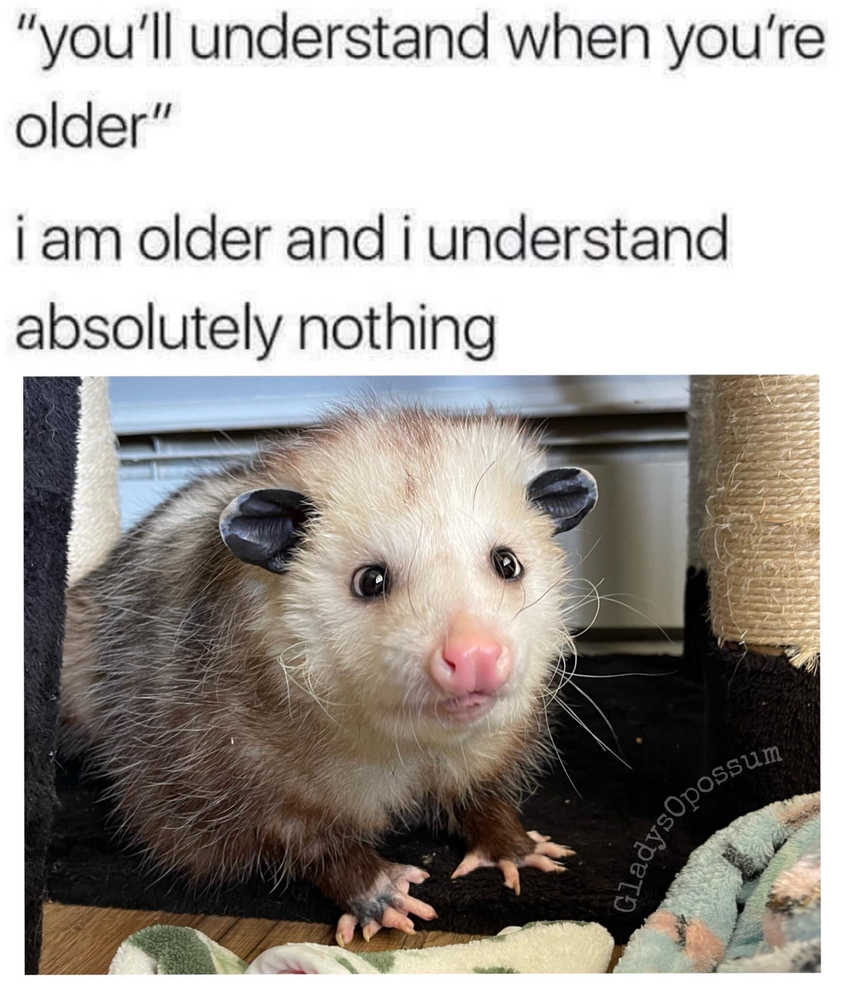 The meme consists of two lines of text at the top, followed by a photo of an opossum. The first text line reads "you'll understand when you're older", a common phrase adults say to children. The second line reads "i am older and i understand absolutely nothing", the relatable adult punchline. The opossum in the photo has wide, confused eyes, stares directly at the camera, and is positioned on a cat tree near soft blankets, perfectly visualizing the bewildered feeling of being an adult and still having no answers about life, which matches the text's humor.