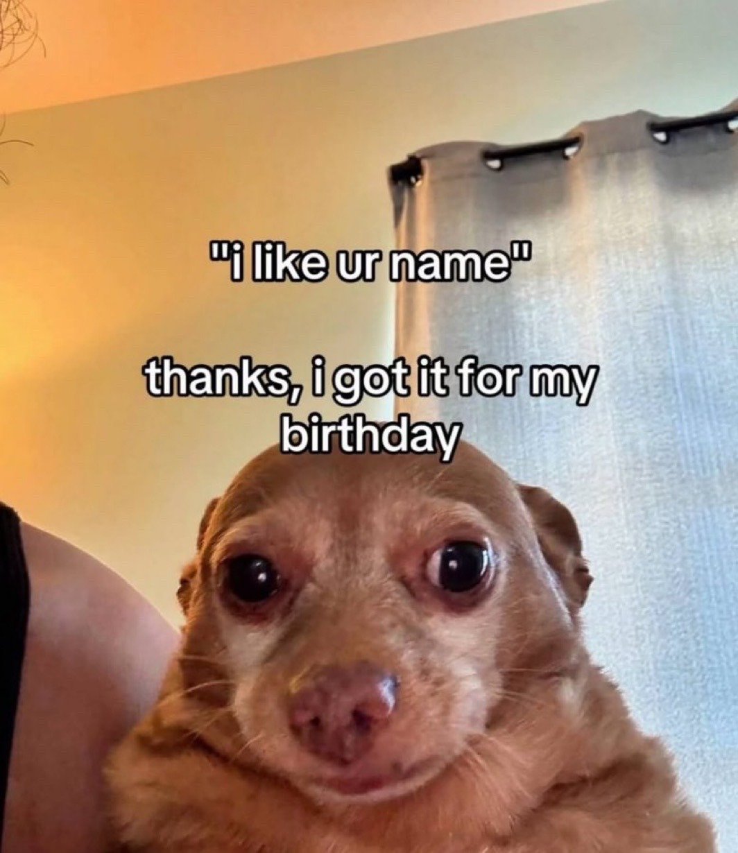 This is a single panel reaction meme featuring a small light brown dog resembling a chihuahua with large, wide, deadpan eyes staring directly at the viewer. Overlaid on the upper part of the image is a short text exchange: the first line reads "i like ur name" representing a comment from one person, followed by the reply "thanks, i got it for my birthday". The humor comes from the absurd pun: while people typically receive material gifts for their birthdays, a name is assigned at birth, so the reply treats the given name as a birthday gift, paired with the dog's blank, confused expression to amplify the deadpan joke. A partial view of a person's arm holding the dog is visible on the left, with a pale orange wall and grey curtain in the background.