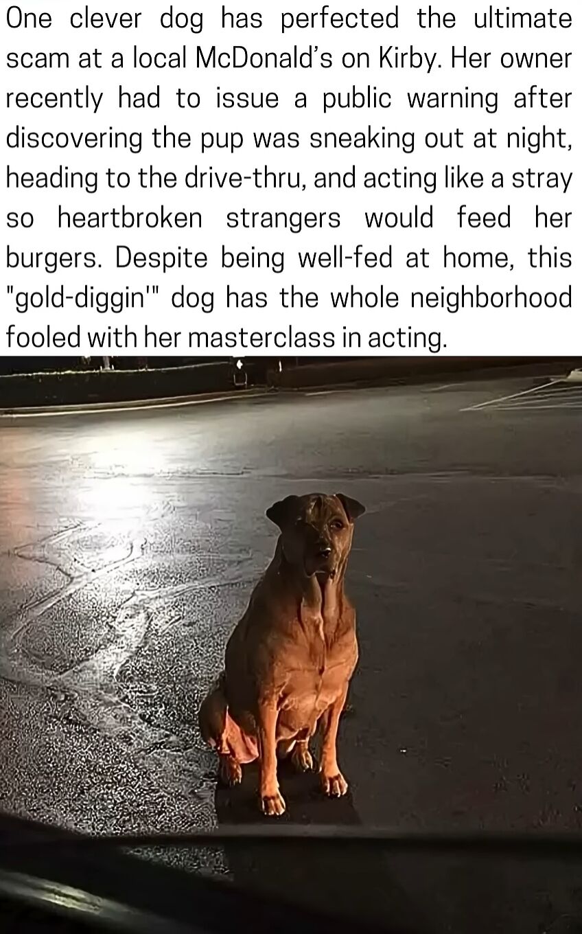 The meme features a humorous narrative about a clever dog that sneaks out at night to a McDonald’s drive-thru on Kirby, pretending to be a stray to trick strangers into giving her burgers, despite being well-fed at home. Below the text is a photograph of a brown dog sitting calmly on a wet, reflective parking lot surface at night, illuminated by light, which visually supports the story of the dog's 'scam' behavior. The term 'gold-diggin'' is playfully used to describe the dog's antics, adding a lighthearted and wholesome tone.