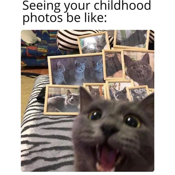 This meme displays the text 'Seeing your childhood photos be like:' at the top. In the foreground, a gray domestic cat has an extremely shocked expression, with its mouth wide open and eyes blown wide as it faces the viewer. Behind the cat, multiple framed photographs showing the same cat when it was a kitten are arranged on a zebra-patterned couch, representing the cat's old childhood photos. The joke is highly relatable, as it parodies the common feeling of embarrassment or shocked disbelief people often experience when looking back at their own old childhood photographs.