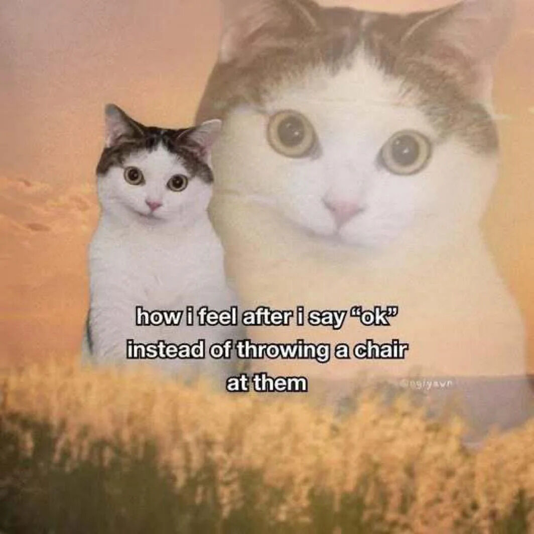 The image features two cats against a warm orange-yellow gradient background, likely depicting a sunset or golden field. On the left is a smaller cat with a white coat and gray patches, displaying a calm, neutral expression while sitting still. On the right is a larger cat with a similar white and gray coat, shown in a close-up with wide, intense eyes. Overlaid text at the bottom reads: 'how i feel after i say "ok" instead of throwing a chair at them', humorously contrasting the external calm (represented by the smaller cat) with internal intensity (represented by the larger cat's wide-eyed look). A watermark '©sly.avr' is present in the bottom right corner.