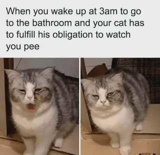 This is a two-panel collage meme featuring a chonky grey-and-white tabby cat, paired with a relatable caption about cat behavior. The top text reads: *When you wake up at 3am to go to the bathroom and your cat has to fulfill his obligation to watch you pee*. In the left panel, the cat has its mouth open in a tired, annoyed yawn, staring directly at the viewer. In the right panel, the cat wears a grumpy, unamused expression, sitting upright and gazing forward as if begrudgingly performing its "duty". The meme humorously exaggerates the common, relatable experience of cats intruding on private moments, framing the cat's presence as a mandatory obligation it must uphold even in the middle of the night.