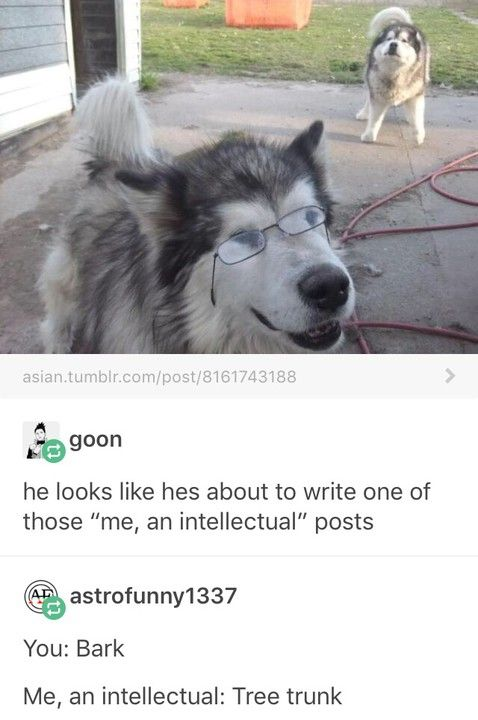 This meme is a screenshot from Tumblr featuring two fluffy large dogs, likely Alaskan Malamutes or Siberian Huskies. The foreground dog wears small wire-rimmed eyeglasses, giving it a scholarly, pretentious appearance. Below the image are two user comments that form a layered joke:
1. User 'goon' jokes the dog looks ready to write a pretentious 'me, an intellectual' style post, referencing the popular meme format where people mock overly academic alternatives to common phrases.
2. User 'astrofunny1337' delivers a pun-based punchline: 
   - 'You: Bark' (referring to the typical sound a dog makes)
   - 'Me, an intellectual: Tree trunk' (playing on the double meaning of 'bark'—the dog's sound, and the outer covering of a tree, which is part of its trunk). The joke mocks the pretension of the 'me, an intellectual' meme by applying it to a dog's behavior, replacing a common dog action with a literal, academic term.