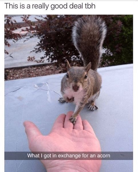 This meme features a real squirrel placing one paw on a human's outstretched hand, mimicking a handshake to seal a business deal. The top caption reads 'This is a really good deal tbh', and the bottom caption states 'What I got in exchange for an acorn'. The humor comes from the absurd, wholesome framing of a small, casual interaction with a wild animal as a major, positive transaction: the human jokes that receiving the squirrel's attention/trust in exchange for an acorn is an excellent 'deal'. The visual gag is the squirrel's pose making it look like a willing participant in a formal agreement, which is silly given the context of a wild animal interacting with a human.