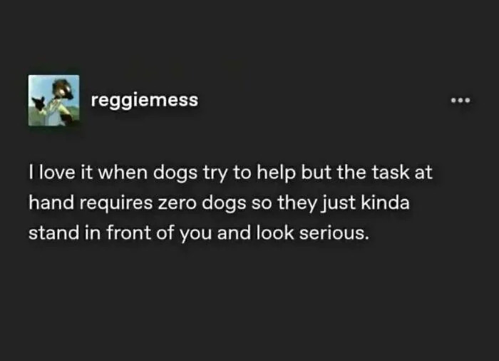 A screenshot of a social media post featuring a text caption by user 'reggiemess'. The post humorously describes the relatable scenario of dogs attempting to assist with tasks that do not require their involvement, resulting in them standing in front of the person and looking serious. The background is dark with white text, typical of social media interfaces.