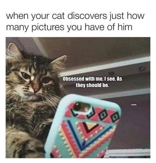 A meme featuring a real tabby cat with a fluffy coat. The cat is positioned in the foreground, seemingly holding a smartphone with a turquoise case adorned with red, blue, and yellow geometric patterns. The top text reads, 'when your cat discovers just how many pictures you have of him,' setting the scenario. The cat appears to be looking at the phone screen, and a speech bubble from the cat contains the text: 'Obsessed with me, I see. As they should be.' This anthropomorphizes the cat's reaction as smug and self-assured upon finding numerous photos of itself, creating a humorous and wholesome narrative. A small 'badoo' watermark is visible in the bottom right corner of the image.