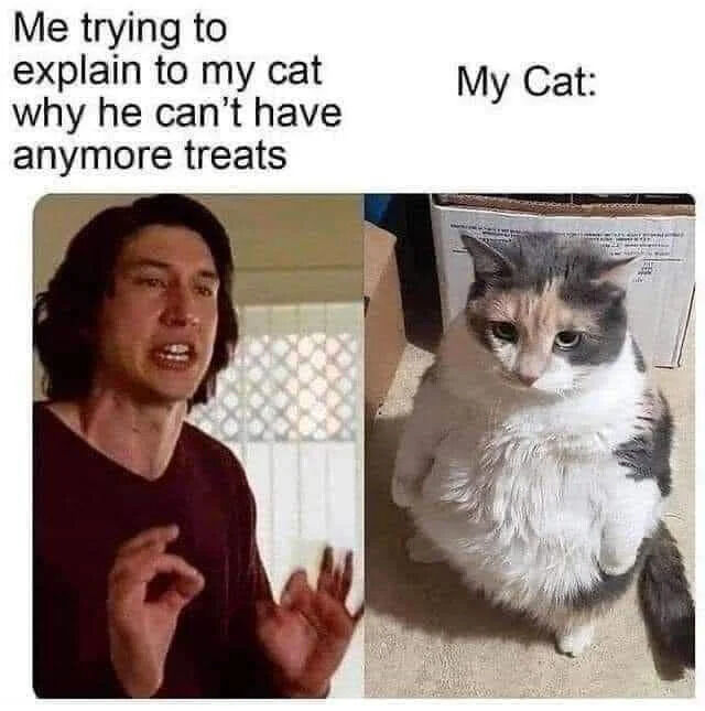 A two-panel meme featuring a humorous contrast between a pet owner and their cat. The left panel shows a person with long dark hair wearing a maroon shirt, gesturing animatedly with their hands as if in mid-explanation. Above this panel is the text: 'Me trying to explain to my cat why he can’t have anymore treats'. The right panel features a chubby calico cat with white, gray, and orange fur sitting upright on a carpeted floor, looking up with a calm, slightly indifferent expression. Above this panel is the text: 'My Cat:'. The meme humorously captures the relatable struggle of pet owners attempting to reason with their pets, highlighting the cat's apparent lack of understanding or concern for the explanation.