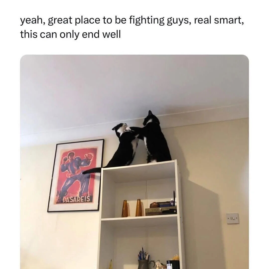 The image features two black and white cats standing on top of a white shelf in a domestic room. The cats are positioned upright, reaching their front paws up towards the ceiling, appearing to engage in a playful fight or tussle. To the left of the shelf, there is a framed poster with a red background depicting a figure in a blue outfit, with the text 'PASAREIS' visible at the bottom. Above the image, a sarcastic caption reads: 'yeah, great place to be fighting guys, real smart, this can only end well', humorously commenting on the cats' choice of a precarious location for their activity. The setting is a typical home environment, contributing to the relatable and lighthearted nature of the scene.