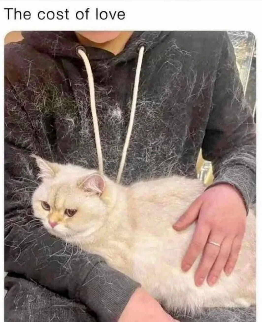 A photograph featuring a person wearing a dark gray hoodie heavily covered in white cat hair, gently holding a fluffy white cat. The top of the image displays the text 'The cost of love,' humorously implying that the cat hair covering the hoodie is the lighthearted 'cost' of loving and caring for the pet. The cat appears calm and relaxed, with its body resting comfortably on the person's lap, while the person's hand is placed on the cat's back, suggesting affection and care.