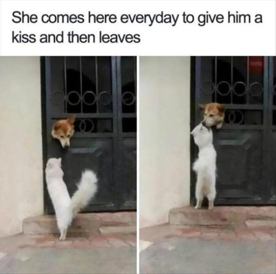 This is a two-panel collage meme capturing a heartwarming, routine interaction between two dogs. In the left panel, a small white dog stands on its hind legs at a black metal gate, looking up at a brown dog peeking over the gate's edge. In the right panel, the two dogs touch noses, appearing to share a gentle kiss. The top text overlay reads: *"She comes here everyday to give him a kiss and then leaves"*, framing the moment as a sweet, regular ritual between the pair. There is no wordplay or visual jokes here; the meme leans entirely into the wholesome, affectionate nature of animal companionship, designed to evoke warm, positive feelings from viewers.