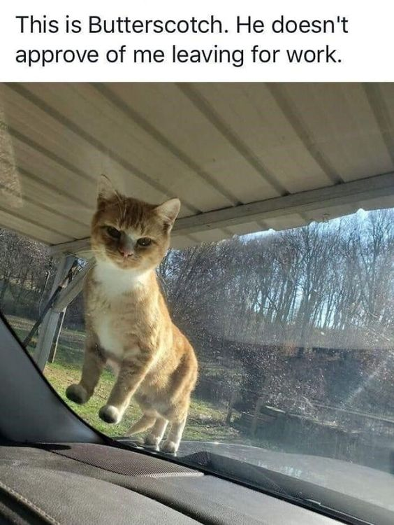 This is a wholesome viral pet meme showing an orange and white cat named Butterscotch standing on the outside of a car's windshield, staring into the car with a grumpy, unhappy expression. The text at the top of the image explains that the cat does not approve of his owner leaving to go to work. The perspective is taken from inside the car, looking out at the disapproving cat, which creates a relatable, cute moment for anyone who owns a pet that hates when they leave home.