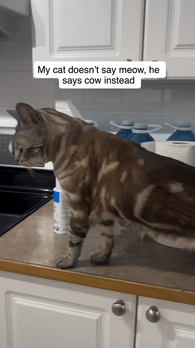 A photograph of a tabby cat standing on a kitchen counter. The cat has a brown and black striped coat and is looking downward to the left. In the background, there are white kitchen cabinets, a stove, a bottle with a blue label, a roll of paper towels, and several blue water bottles. A white text bubble above the cat reads: 'My cat doesn't say meow, he says cow instead'. The image humorously suggests the cat makes cow-like sounds instead of typical meows.