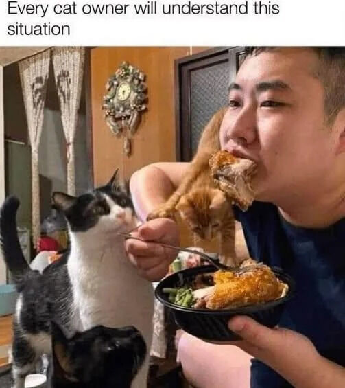 A real photograph depicting a cat owner holding a black bowl filled with food, including pieces of chicken. The owner is surrounded by three cats: a black and white cat sniffing the food, an orange cat reaching toward the food with its paw, and a small black cat looking up at the bowl. The top of the image contains the text 'Every cat owner will understand this situation', emphasizing the relatable scenario of cats interfering with their owner's meal time. The background features a wall clock and curtains, suggesting a home setting.