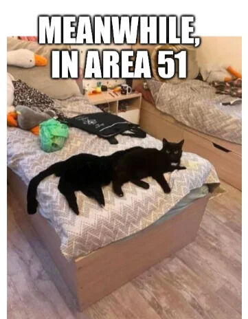 A humorous meme featuring a messy bedroom scene with two black cats lying relaxed on a bed. The top of the image displays the text 'MEANWHILE, IN AREA 51', creating a comedic contrast between the secretive,传说中的 Area 51 and a mundane, cluttered room where cats are casually lounging. The bedroom includes a bed with a patterned blanket, scattered items like a green bag and clothes, and another bed in the background, emphasizing the everyday messiness. The cats appear calm and unbothered, adding to the lighthearted tone.