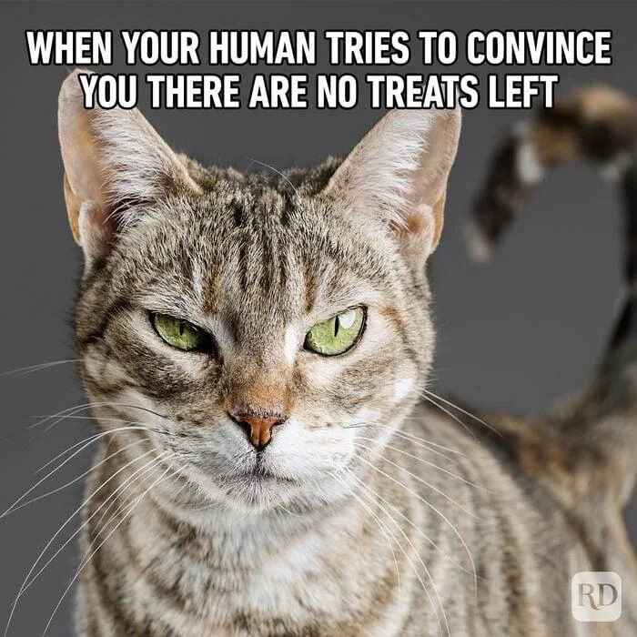 A close-up photograph of a tabby cat with striking green eyes and a skeptical, unamused expression. The cat has light brown and black striped fur, prominent whiskers, and perked-up ears. Bold white text at the top reads: 'WHEN YOUR HUMAN TRIES TO CONVINCE YOU THERE ARE NO TREATS LEFT'. The plain gray background keeps focus on the cat's face, and a small 'RD' watermark is in the bottom right corner.