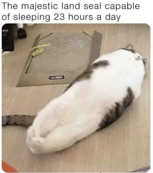 A humorous and wholesome meme featuring a white and gray cat lying on its back on a wooden floor, its body rounded to resemble a seal. The cat appears to be sleeping peacefully next to a cardboard scratching pad branded 'Petstages'. Above the image, text reads: 'The majestic land seal capable of sleeping 23 hours a day', playfully comparing the cat's seal-like appearance to a 'land seal' and referencing the common feline behavior of sleeping for long periods.