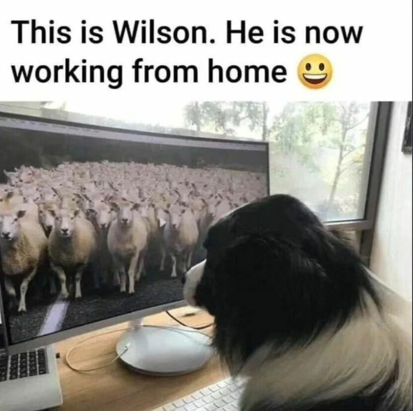 This is a wholesome funny meme centered around the working from home trend. The top text introduces a Border Collie named Wilson, saying he is now working from home alongside a grinning emoji. The main photo shows the real Border Collie (a breed traditionally bred to herd sheep) sitting at a home desk in front of a computer monitor that displays a large flock of sheep. The joke plays on the fact that herding sheep is Wilson's natural job, so he is continuing his work remotely just like many people did during the remote work boom of the COVID-19 pandemic.