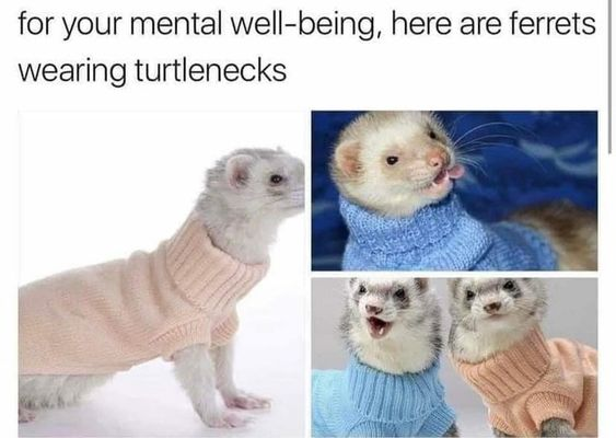 This is a wholesome collage-style meme designed to boost mental well-being, featuring four distinct photos of real ferrets dressed in soft, human-style turtleneck sweaters. The top of the image includes the text: *for your mental well-being, here are ferrets wearing turtlenecks*, setting a warm, uplifting tone. The ferrets display a range of charming expressions and poses:
1.  A ferret in a light pink turtleneck stands calmly, looking off to the side with a poised demeanor.
2.  A ferret in a blue turtleneck licks its nose, appearing playful and relaxed.
3.  Two ferrets (one in blue, one in pink turtlenecks) look directly at the viewer, one with an open, excited mouth and the other with a curious, neutral expression.
The meme leverages the universal appeal of cute pets in human clothing to create a lighthearted, comforting piece of content intended to make viewers feel happier and more relaxed.