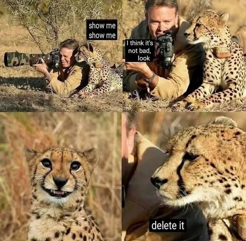 A 2x2 collage meme featuring a photographer and a cheetah in a grassland setting. Top left panel: Photographer lying on the ground with a large camera, cheetah sitting beside them looking at the camera; text bubble reads 'show me show me'. Top right panel: Same pair, photographer holding the camera up, cheetah relaxed; text bubble reads 'I think it's not bad, look'. Bottom left panel: Close-up of the cheetah's face with wide, happy eyes and a slightly open mouth, appearing to smile. Bottom right panel: Close-up profile of the cheetah's calm face. The meme portrays a wholesome, friendly interaction between the human and the animal, emphasizing companionship and lightheartedness.