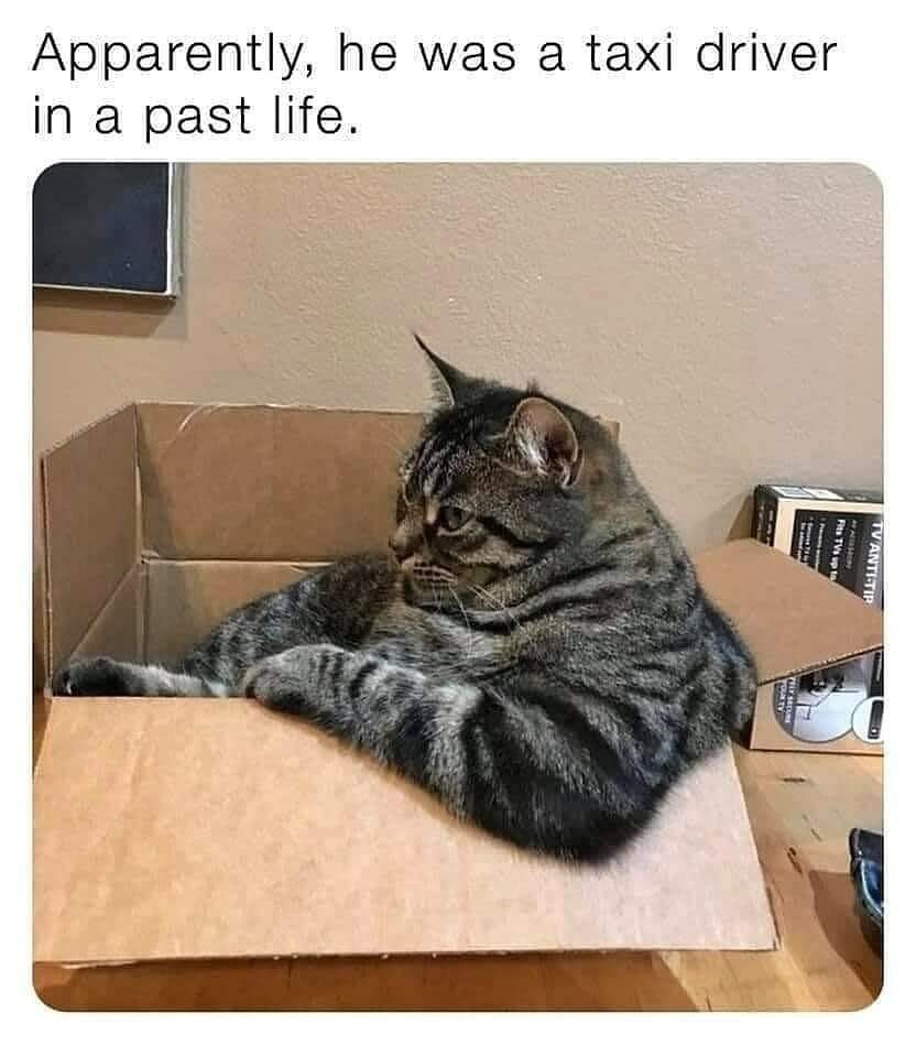 This is a wholesome funny cat meme showing a real tabby cat sitting inside an open cardboard box. The cat is posed in a relaxed position that perfectly mimics how a taxi driver would sit in the driver's seat of their vehicle, with its front paws stretched out over the front edge of the box like resting on a steering wheel, and it looks off to the side as if watching the road. Text overlayed at the top jokes that the cat must have been a taxi driver in its past life, due to this natural, convincing pose.