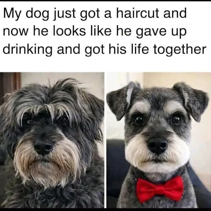 This is a two-panel comparison meme featuring a schnauzer dog before and after a haircut. The left panel shows the dog with long, messy, unkempt fur, looking scruffy and unpolished. The right panel shows the same dog after a neat, professional haircut, wearing a small red bow tie, looking clean, alert, and put together. The text at the top of the meme makes a humorous comparison, joking that the dog's post-haircut appearance makes him look like he stopped drinking alcohol and successfully got his personal life in order.