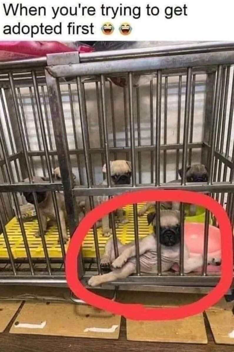 This wholesome funny meme shows a group of pug puppies waiting for adoption inside a metal kennel. Most puppies sit normally facing forward behind the cage bars, while one pug puppy, highlighted with a large red circle, is laying back against the bars in a relaxed, human-like pose clearly trying to grab attention from potential adopters. The text at the top reads "When you're trying to get adopted first" paired with two laughing emojis, making a joke comparing the puppy's attention-seeking behavior to how humans act when trying to be selected for something.