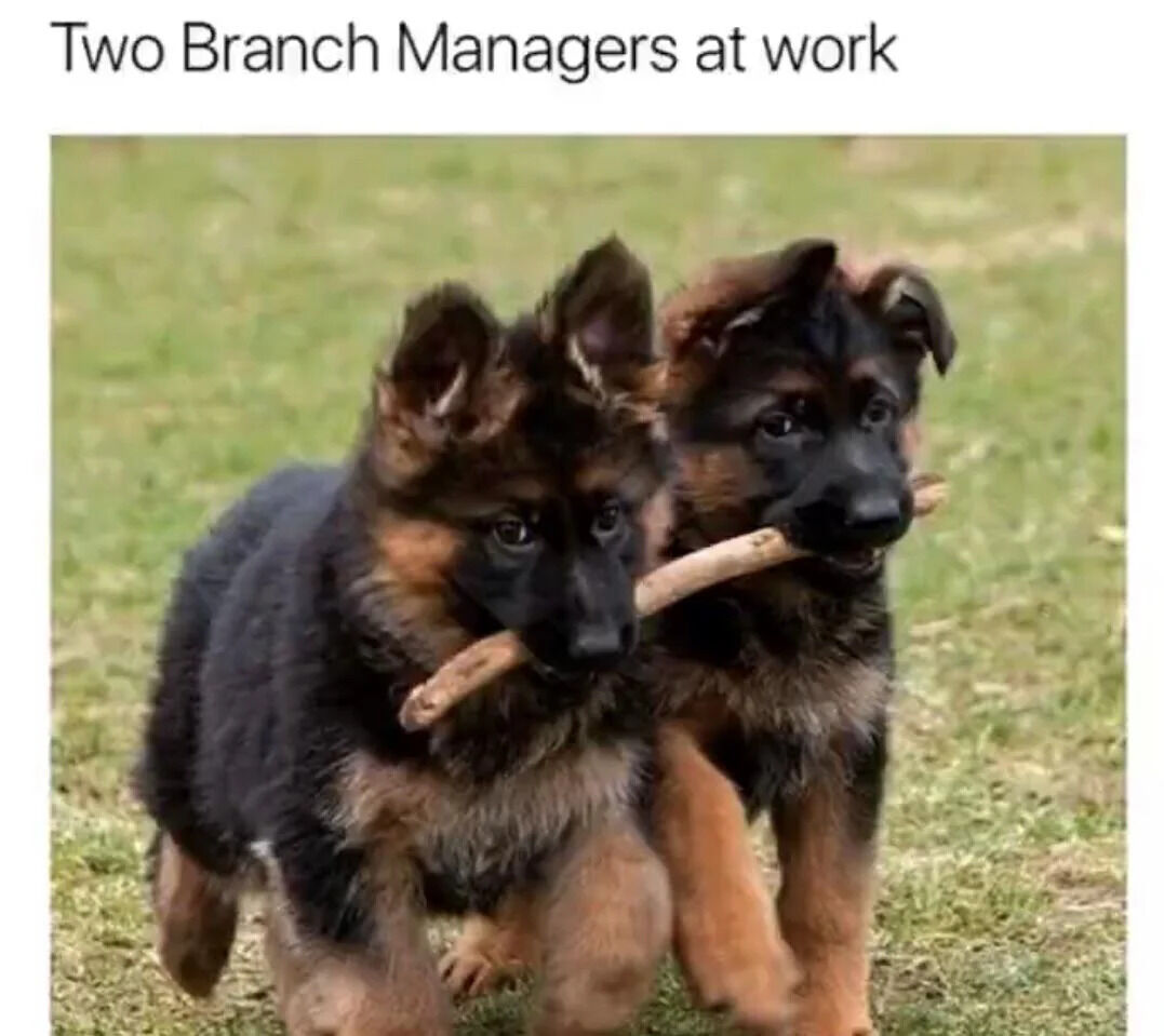 A meme featuring two German Shepherd puppies walking on grass, each carrying a stick in their mouths. The text at the top reads 'Two Branch Managers at work,' creating a pun by comparing the puppies carrying sticks/branches to 'branch managers' in a workplace context.