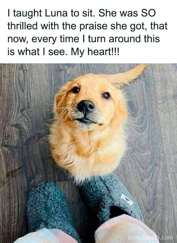 A wholesome meme featuring a top text description and a photograph. The text reads: 'I taught Luna to sit. She was SO thrilled with the praise she got, that now, every time I turn around this is what I see. My heart!!!' Below the text is a first-person perspective photograph of a golden retriever puppy named Luna. Luna is sitting on a wooden floor, looking up with a happy, eager expression. The photographer's feet, wearing blue fuzzy slippers, are visible at the bottom of the frame, emphasizing the intimate, first-person viewpoint. A watermark 'boredpanda.com' is present in the bottom right corner.