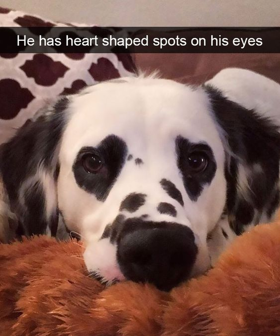 A photograph of a black and white dog, possibly a Dalmatian mix, with distinctive heart-shaped spots around its eyes. The dog has a calm, relaxed expression and is lying down with its head resting on a brown stuffed toy. Behind the dog, there's a pillow with a cow print pattern (brown spots on white background). At the top of the image, there's text that reads 'He has heart shaped spots on his eyes' highlighting the unique marking around the dog's eyes.