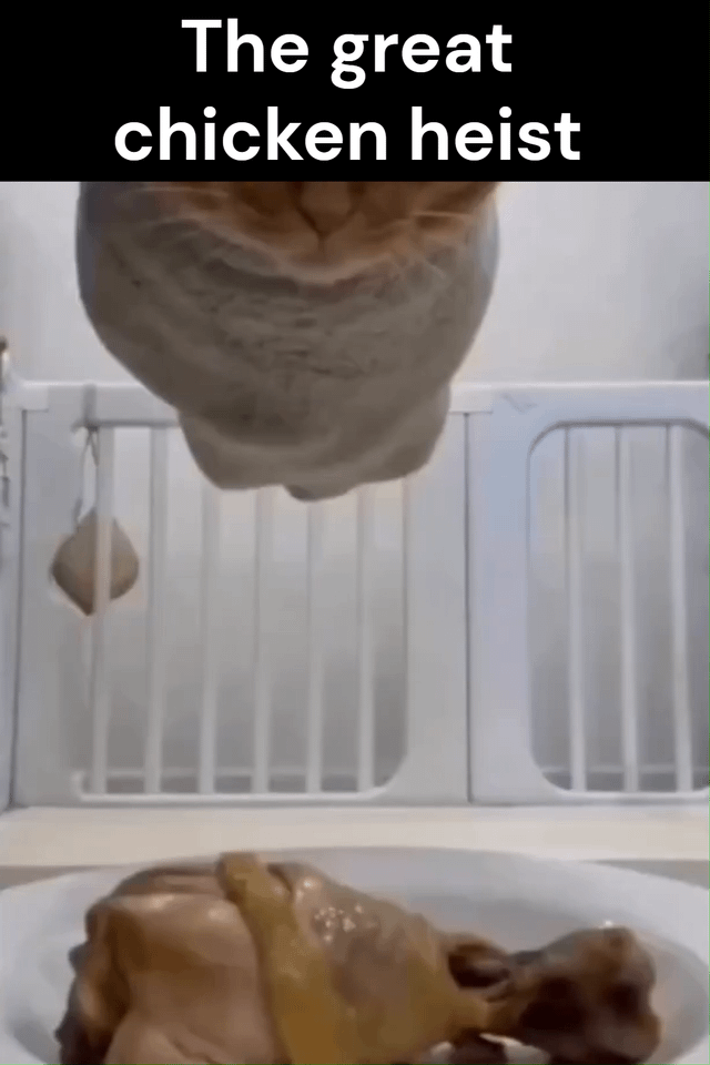 This is a first-person perspective meme shot from the level of a plate of cooked chicken drumsticks resting on a flat indoor surface. At the top of the frame, the head and neck of a gray domestic cat are visible leaning downward, intently focused on the chicken as if preparing to steal it. White text on a black bar at the top reads 'The great chicken heist', comically framing the cat's mischievous attempt to take the food as a formal heist or robbery. A white plastic pet gate is visible in the background, confirming the scene takes place in a home setting.