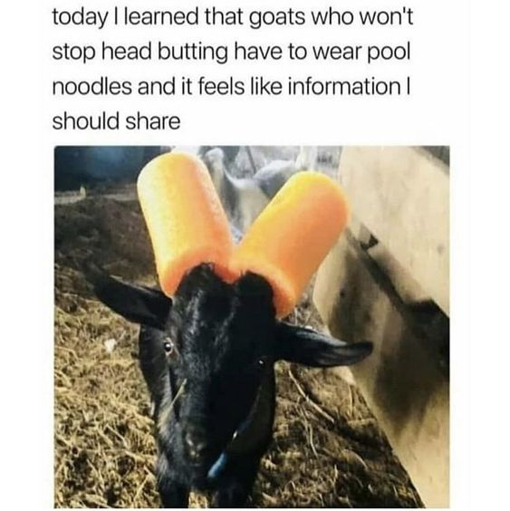 This meme combines a real photograph of a black goat with two bright orange pool noodles fitted over its horns, alongside a text caption that reads: 
> today I learned that goats who won't stop head butting have to wear pool noodles and it feels like information I should share

The content humorously shares a quirky, practical solution for managing goats that engage in excessive head butting, delivering an amusing yet wholesome fact that feels worth passing along. The goat appears calm and curious, looking directly at the camera, making the visual both endearing and funny.