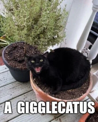 A humorous meme featuring a black cat sitting inside a terracotta plant pot, positioned on a wooden deck. The cat has its mouth open in an expression that resembles giggling. Below the cat, large white text reads 'A GIGGLECATUS', a pun combining 'giggle' (to laugh lightly) and 'cactus' (a spiny plant), playing on the cat's placement inside a plant pot. In the background, there is another potted plant with green foliage, enhancing the outdoor setting.