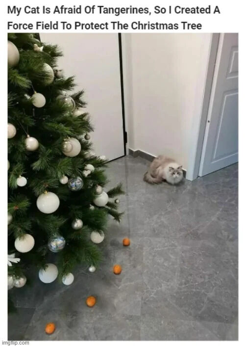 The image displays a decorated Christmas tree adorned with white and silver baubles positioned on the left side of a room. A line of whole tangerines is placed on the grey tiled floor leading up to the base of the tree, acting as a makeshift barrier. In the far right corner of the room, a fluffy light grey and white cat is crouched, staring at the Christmas tree from a distance, and refuses to cross the line of tangerines. The text at the top of the image explains the owner set up this tangerine barrier, which they refer to as a 'force field', because their cat is afraid of tangerines, to prevent the cat from damaging or knocking over the Christmas tree.