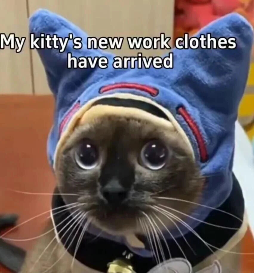 A close-up photograph of a real Siamese cat with striking blue eyes, appearing surprised or wide-eyed. The cat is wearing a blue plush costume that resembles "work clothes," featuring red accent stitching and two ear-like protrusions on the top. The text overlay at the top of the image reads, "My kitty's new work clothes have arrived," anthropomorphizing the cat by implying it has "work clothes" and creating a wholesome, lighthearted humor through the cute and unexpected scenario of a pet in a costume.