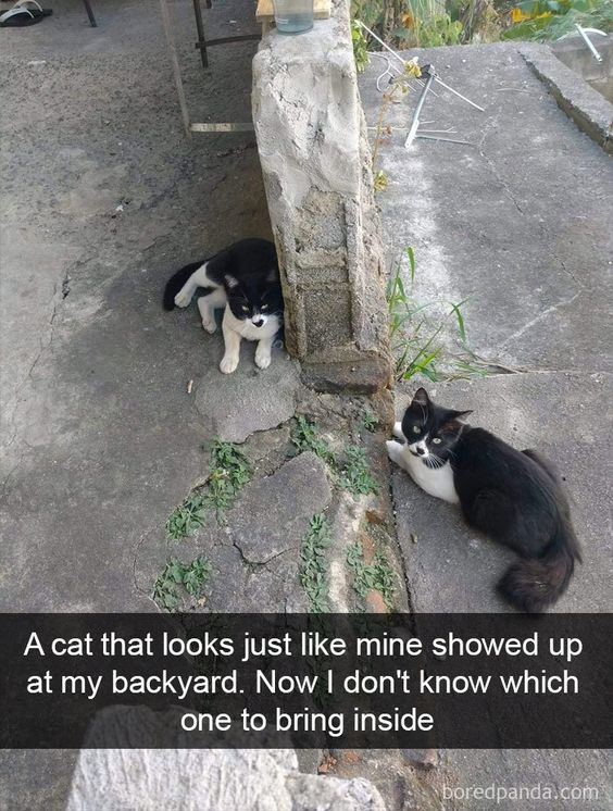 The image displays two nearly identical black and white tuxedo cats resting on either side of a rough, weathered concrete pillar on a cracked outdoor concrete patio. Small weeds grow through gaps in the concrete around the base of the pillar. Both cats have black fur on their backs and heads, paired with white fur on their paws, chests, and muzzles, and both are looking directly at the viewer. A dark text overlay at the bottom of the image shares the owner's relatable confused predicament: they cannot tell their own cat apart from an identical stray that appeared in their backyard, and do not know which cat to bring inside. A boredpanda.com watermark is visible in the bottom right corner.
