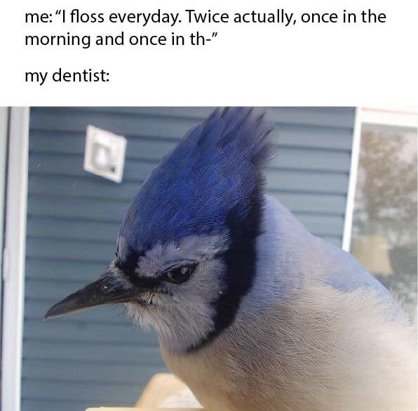 This is a relatable humor meme split into text and image sections. The top text shows a patient bragging about their flossing habits, saying "me: 'I floss everyday. Twice actually, once in the morning and once in th-'", cutting off mid-sentence. The next line reads "my dentist:", followed by a photograph of a blue jay bird with an extremely stern, judgmental, unamused skeptical expression, representing the dentist immediately recognizing the patient is lying about their flossing routine, a common relatable experience for people who exaggerate their oral hygiene habits during dental visits.