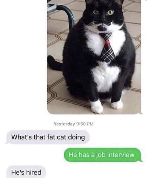 This meme combines a photo of an overweight black and white tuxedo cat wearing a small plaid necktie with a text message conversation. The first chat message asks 'What's that fat cat doing', the second reply answers 'He has a job interview', and the final message responds 'He's hired'. The joke relies on the pun of the term 'fat cat' which is slang for a wealthy, established corporate business person, while the subject here is literally an overweight (fat) cat dressed professionally for a job interview. It is a lighthearted, wholesome joke where the cat looks professional enough to be hired immediately.